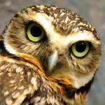 owl